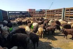 کشف بیش از ۱۴ هزار راس دام قاچاق
