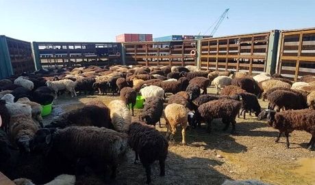 کشف بیش از ۱۴ هزار راس دام قاچاق