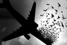 فرمانده سپاه به ما گفت اگر مساله هواپیما نبود جنگ می شد و ۱۰ میلیون نفر کشته می شدند