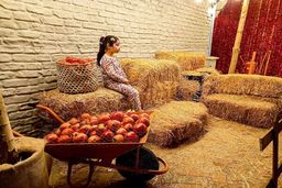 برگزاری جشنواره انار در کرج