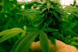 ماری جوانا بکش کرونا نگیری!