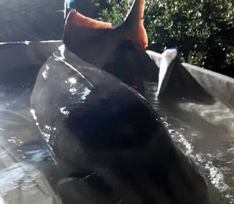 صید ماهی عظیم الجثه در مازندران