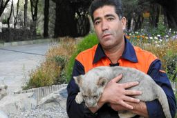 پدری که درحین غذا دادن گلویش توسط شیران دریده شد!