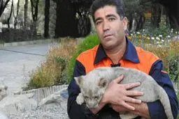 پدری که درحین غذا دادن گلویش توسط شیران دریده شد!