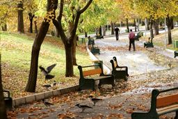 کلاغ سیاه های تهران زیاد شده؟