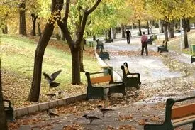 کلاغ سیاه های تهران زیاد شده؟