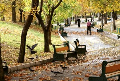 کلاغ سیاه های تهران زیاد شده؟