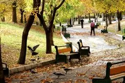 کلاغ سیاه های تهران زیاد شده؟