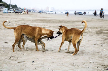 گرگاس ها خطرناک اند؟