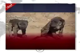 شیر منقرض شده آشوری