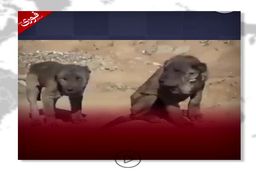 شیر منقرض شده آشوری