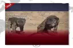 شیر منقرض شده آشوری