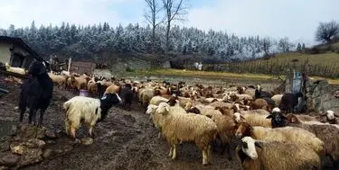 دامداران قاچاقچی!