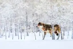 گرگ دست‌آموز سینمایی برف آخر توسط یک نفر با گلوله کشته شد!!
