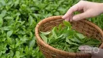 توقف صادرات چای به اروپا