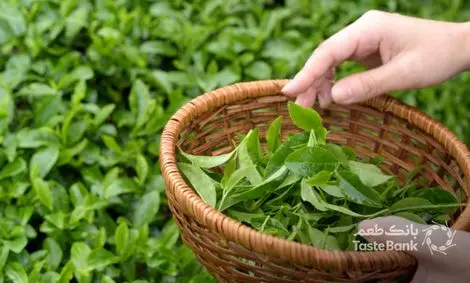 توقف صادرات چای به اروپا