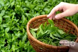 توقف صادرات چای به اروپا