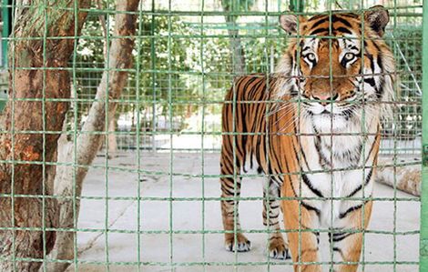 باغ وحش حیوانات یا قفس وحشی حیوانات؟