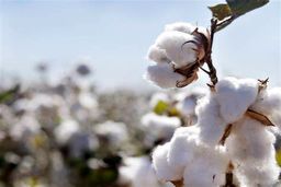 کشت قراردادی پنبه در سیستان و بلوچستان آغاز شد