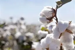 کشت قراردادی پنبه در سیستان و بلوچستان آغاز شد