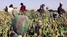 کشت جایگزین برای خشخاش در افغانستان