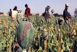 کشت جایگزین برای خشخاش در افغانستان