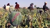 کشت جایگزین برای خشخاش در افغانستان