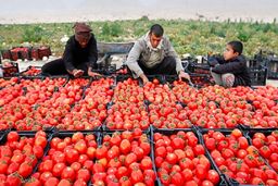 قیمت گوجه فرنگی؛ اولین شوک بازار در سال ۱۴۰۱