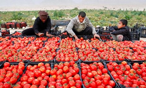 قیمت گوجه فرنگی؛ اولین شوک بازار در سال ۱۴۰۱