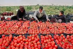 قیمت گوجه فرنگی؛ اولین شوک بازار در سال ۱۴۰۱