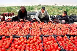 قیمت گوجه فرنگی؛ اولین شوک بازار در سال ۱۴۰۱