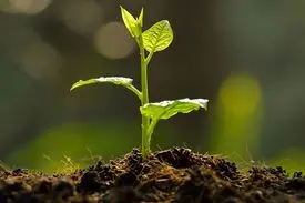 نهال را جایگزین کاشت سبزه‌های هفت سین کنید