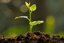 نهال را جایگزین کاشت سبزه‌های هفت سین کنید