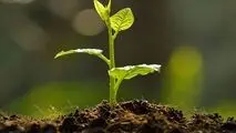 نهال را جایگزین کاشت سبزه‌های هفت سین کنید