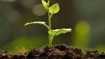نهال را جایگزین کاشت سبزه‌های هفت سین کنید