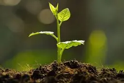 نهال را جایگزین کاشت سبزه‌های هفت سین کنید