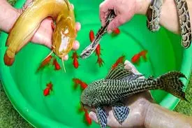 فروش حیوانات در ایلام ممنوع شد