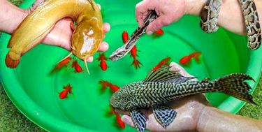 فروش حیوانات در ایلام ممنوع شد