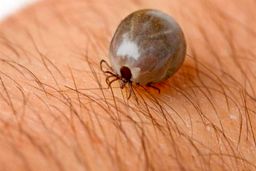 انتقال تب کریمه-کنگو از حیوان به انسان در فصل گرما افزایش میابد