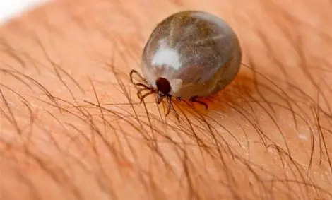 انتقال تب کریمه-کنگو از حیوان به انسان در فصل گرما افزایش میابد