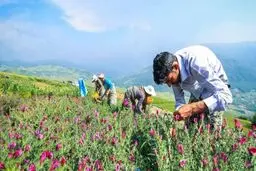 ایران از نظر تولید داروهای گیاهی امن ترین کشور آسیانه میانه است
