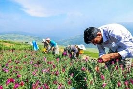 ایران از نظر تولید داروهای گیاهی امن ترین کشور آسیانه میانه است