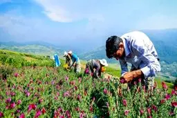 ایران از نظر تولید داروهای گیاهی امن ترین کشور آسیانه میانه است