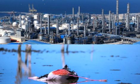 سیدمحمود حسینی‌پور:همه مخالفان پروژه پتروشیمی میانکاله ناآگاه فاسد و رانت بگیر هستند