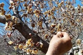 سازمان هواشناسی از احتمال خسارت به کشاورزان هشدار داد.