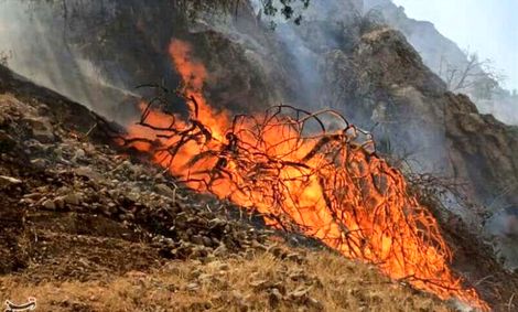 ادعای سوزندان درختان &#8220;جنگل توشی سیاهکل&#8221; تکذیب شد