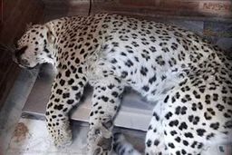 سلاح بی هوشی در ترافیک ماند/ پلنگ قائمشهر کشته شد