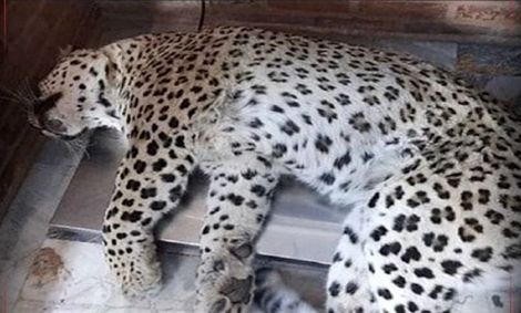 سلاح بی هوشی در ترافیک ماند/ پلنگ قائمشهر کشته شد