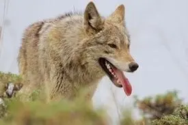 حمله گرگ ها به ساکنین خلخال و تعطیلی مدارس
