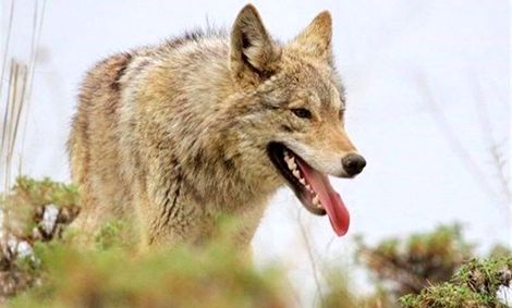 حمله گرگ ها به ساکنین خلخال و تعطیلی مدارس